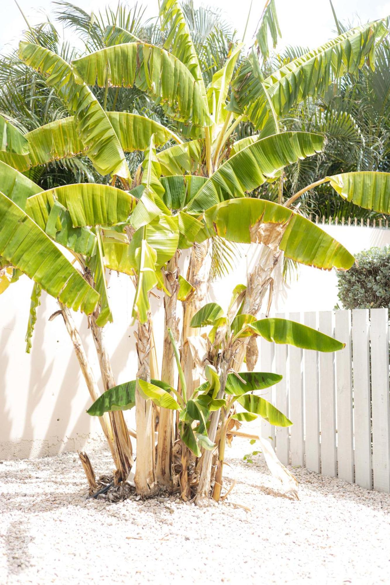 Appartement Dushi Townhouse Curacao à Willemstad Extérieur photo